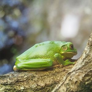 White-lipped tree frog (Nyctimystes infrafrenatus), 2023-10-07