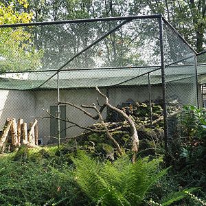 Kea aviary, 2023-10-07