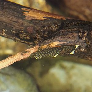 Bushymouth catfish (Ancistrus dolichopterus), 2023-10-07
