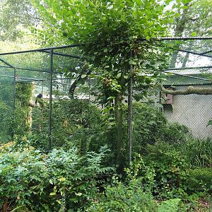 Black hornbill aviary, 2023-10-07