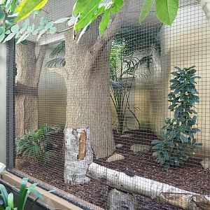 Black hornbill indoor aviary, 2023-10-07