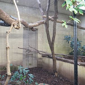 Black hornbill indoor aviary, 2023-10-07