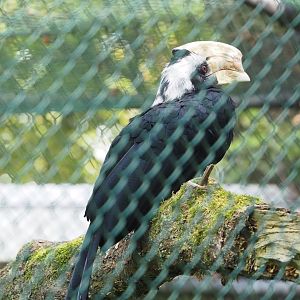 Black hornbill (Anthracoceros malayanus), 2023-10-07