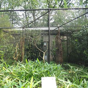Grosbeak starling aviary, 2023-10-07