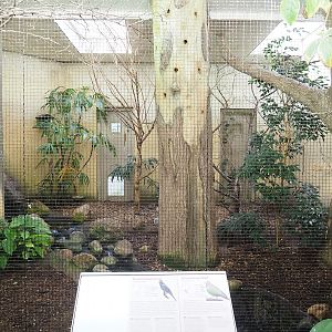Grosbeak starling indoor aviary, 2023-10-07