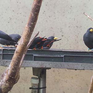 Grosbeak starlings (Scissirostrum dubium), 2023-10-07