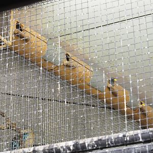 Bamboo tube with grosbeak starling nests, 2023-10-07