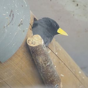 Grosbeak starling (Scissirostrum dubium), 2023-10-07