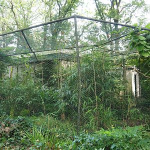 Blue-winged kookaburra aviary, 2023-10-07