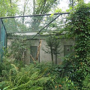 Blue-winged kookaburra aviary, 2023-10-07