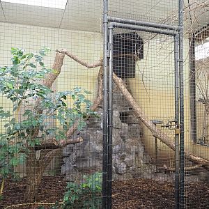 Blue-winged kookaburra indoor aviary, 2023-10-07