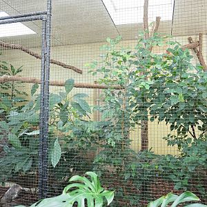 Blue-winged kookaburra indoor aviary, 2023-10-07