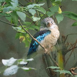 Blue-winged kookaburra (Dacelo leachii), 2023-10-07