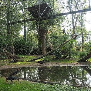 Waldrapp, Cinereous vulture and Black swan aviary, 2023-10-07
