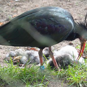 Waldrapp (Geronticus eremita), 2023-10-07