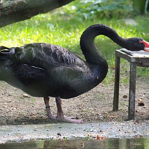 Black swan (Cygnus atratus), 2023-10-07