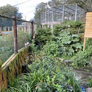 Aviary for Boat-billed herons 141023