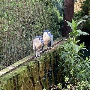 Boat-billed herons 141023