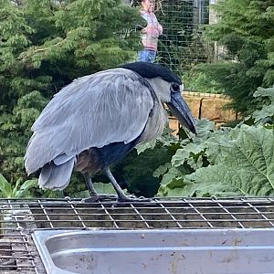 Boat-billed heron 141023