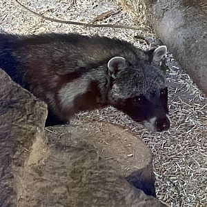 African civet 141023