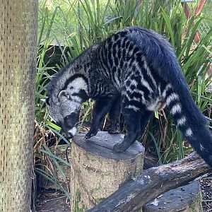 African civet 141023