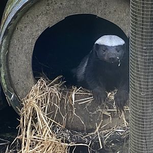 West African ratel 141023