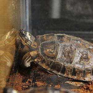 Maracaibo wood turtle (Rhinoclemmys diademata)