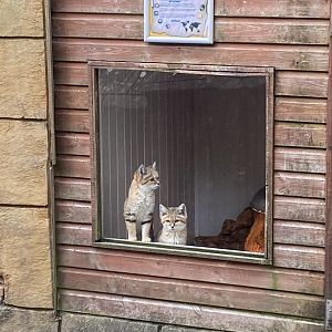 Arabian sand cats 141023
