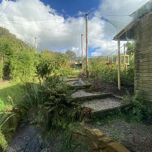 Shoebill aviary 141023