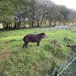 South American tapir enclosure 141023