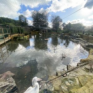 Pelican half of new Central Aviary 141023