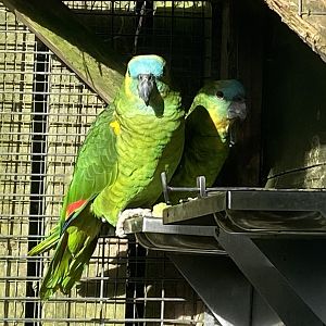 Blue-fronted amazons 141023