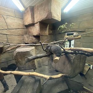 Rock hyrax enclosure 141023