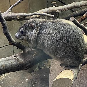 Rock hyrax 141023