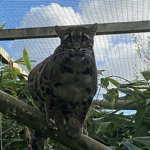 Indochinese clouded leopard 141023