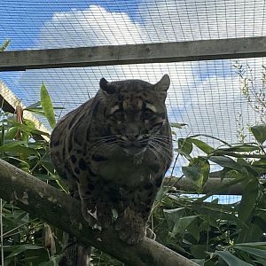 Indochinese clouded leopard 141023