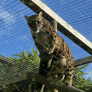 Indochinese clouded leopard 141023