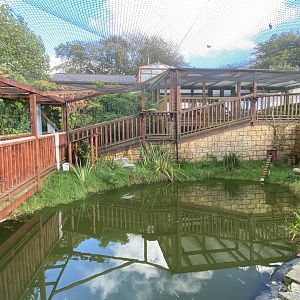Orinoco goose aviary 141023