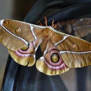 Madagascar bullseye moth (Antherina suraka)