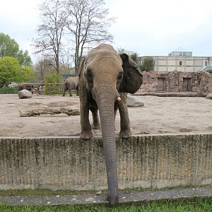 Is this the Tierpark Berlin Knochenhaueri?