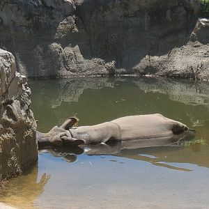 CF Zoo (2022) - Indian Rhinoceros