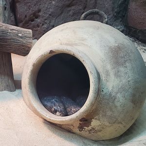 CF Zoo (2022) - Naja haje