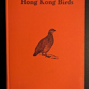 Hong Kong Birds
