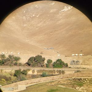 Brown blobs? not the Scimitar