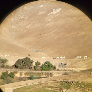 Brown blobs? not the Scimitar