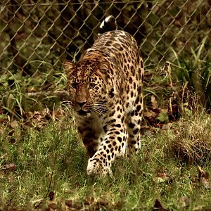 Freddo patrolling his exhibit