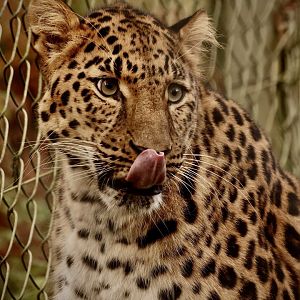 Proving he can touch his nose with his tongue