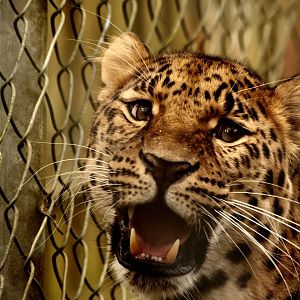 Giving a little at his keeper