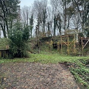 Amur Leopard Exhibit view via window