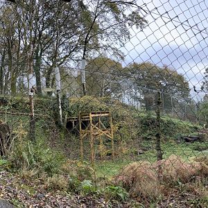 Panoramic view of Amur Leopard exhibit
